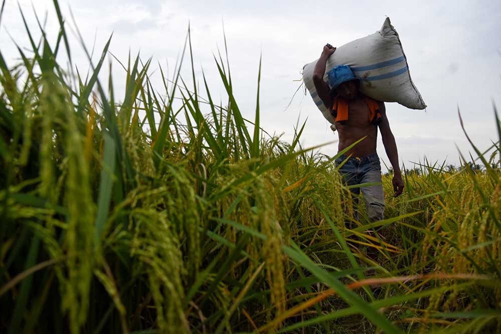  BPS Catat Kenaikan Upah Buruh Tani Nasional Sebesar 0,38 Persen