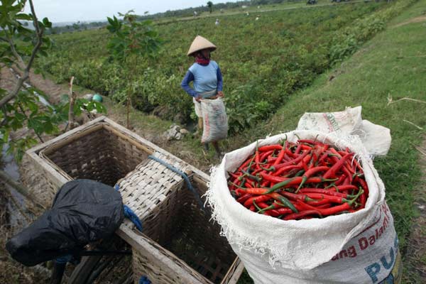  Produktivitas Tanaman Cabai Rawit Jatim Turun 30 Persen 