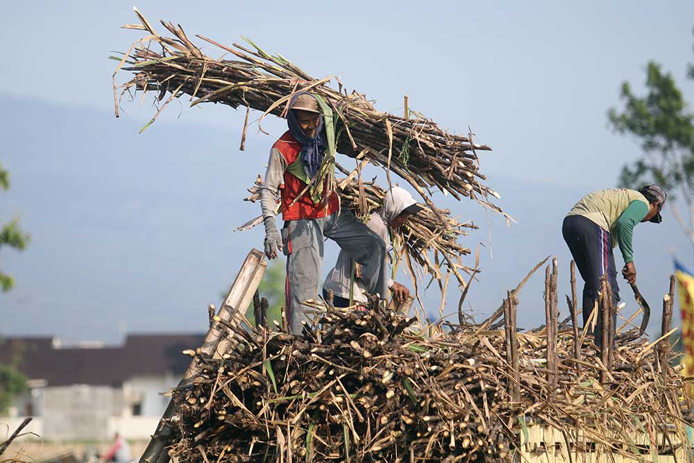  Bukan Cuma Gula, Sugar Co Bentukan Erick Thohir juga Akan Pasok Bahan Bioetanol