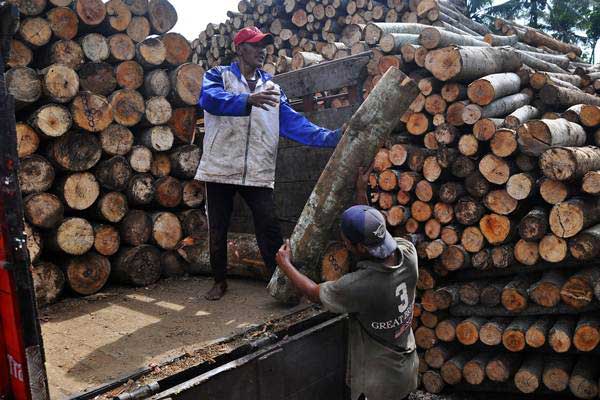 Pekerja menata potongan kayu Sengon atau Albasia di depo penampungan kayu./Antara-Anis Efizudin
