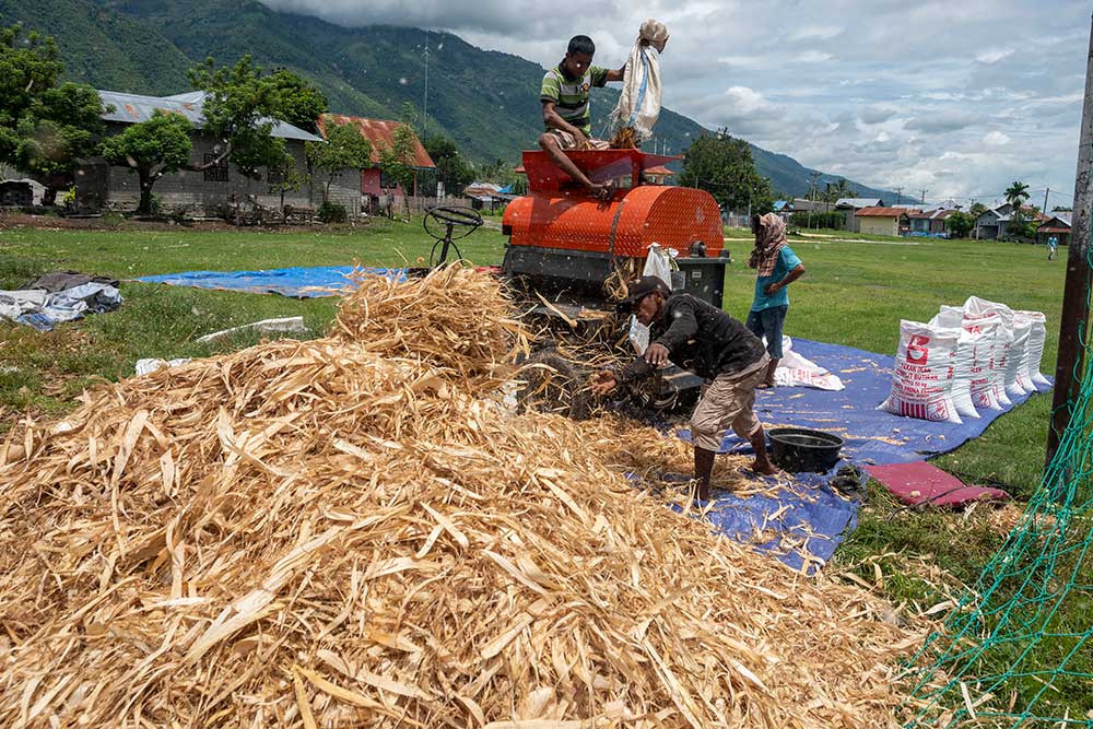  Kementerian Pertanian Targetkan Mampu Swasembada Jagung Pada 2023