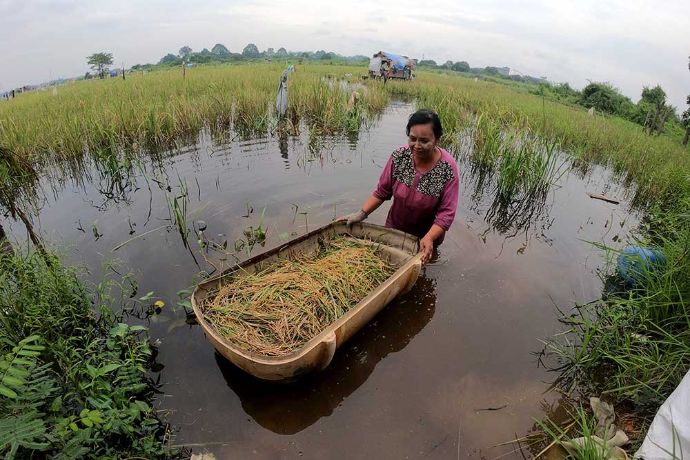  Petani di Jambi Terpaksa Panen Dini Akibat Terendam Banjir