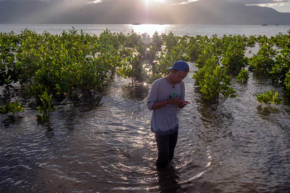  Kemendes PDTT Klaim Sudah Merehabilitasi Mangrove Seluas 500 Hektare