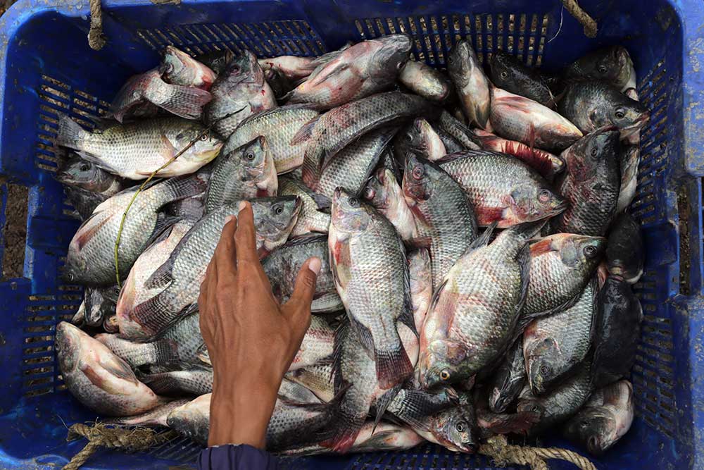  Hasil Budidaya Ikan Nila di Indramayu Dipasarkan di Ibu Kota