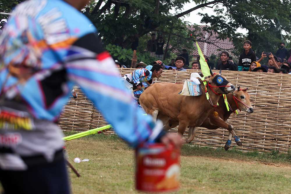  Lomba Karapan Sapi Piala Presiden di Madura Diikuti 24 Pasang Sapi