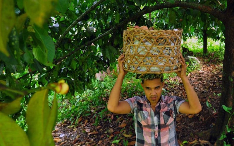  Pemkab Tanah Datar Kerahkan Petani Milenial di Perdesaan