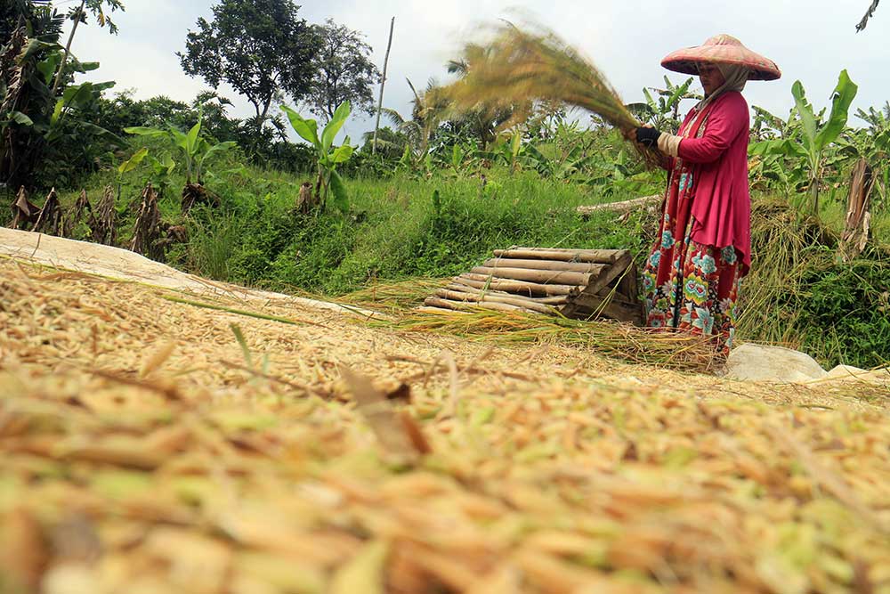  Hingga Oktober 2022, Produksi GKG di Kabupaten Cirebon Tembus 656.365 Ton