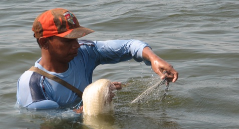 Ikan Sidat Dilarang Ditangkap, Kawasan Konservasi Dipetakan