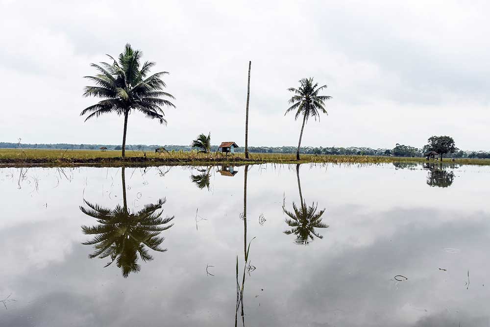  Ratusan Lahan Pertanian di Pangandaran Terendam Banjir