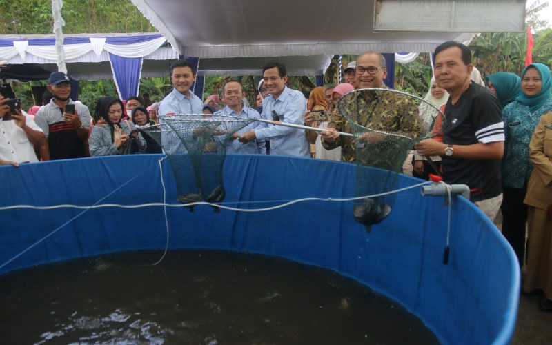  Tekan Inflasi, BI Sumsel Kembangkan Budi Daya Ikan Lele di Prabumulih