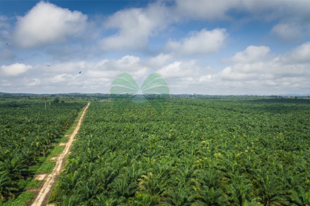  Profil Menthobi Karyatama (MKTR), Perusahaan Sawit Kalimantan Tengah IPO