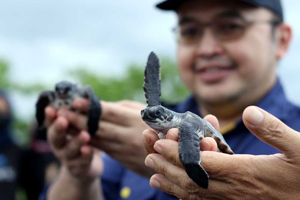  Pelepasliaran Tukik di Pantai Banyuwangi