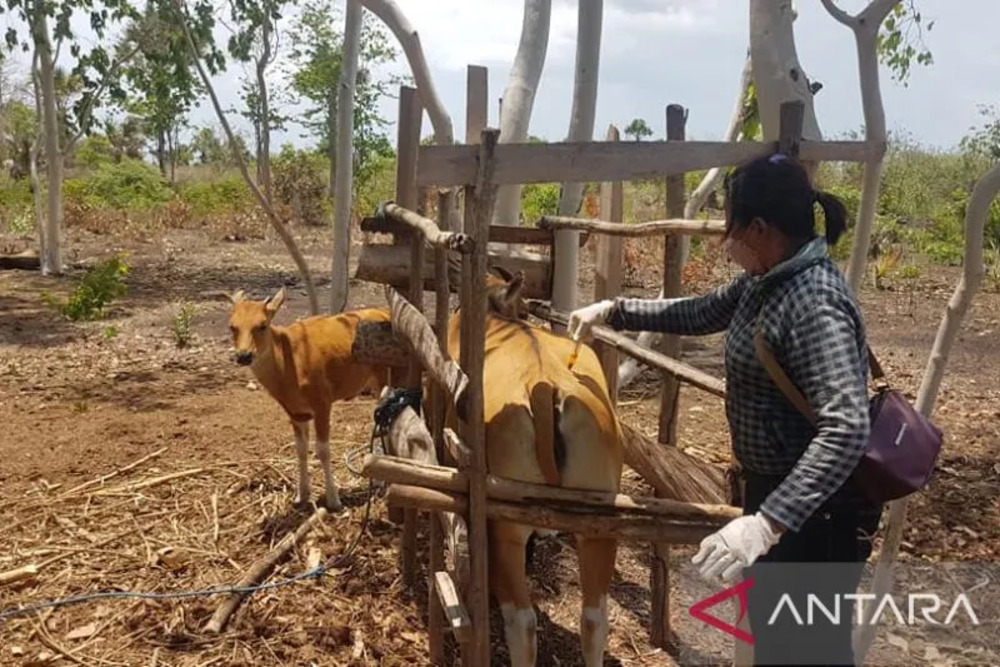  Padang Gembalaan Sapi Dukung Pengembangan Ternak NTT