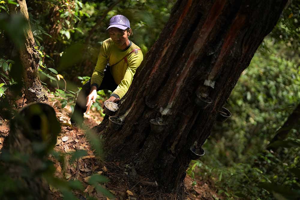  Perjuangan Buruh Tani Pengambil Getah Pohon Pinus di Sulawesi Tenggara