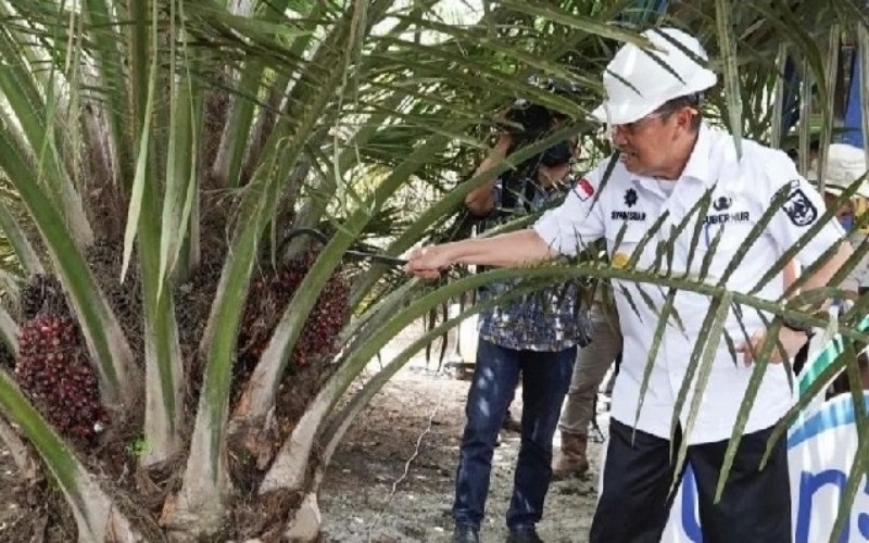 Gubernur Riau Syamsuar melakukan panen sawit. /Istimewa