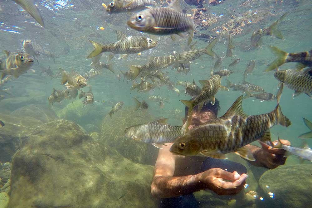  Wisata Sungai di Padangpariaman Tawarkan Sensasi Berenang Dengan Ikan
