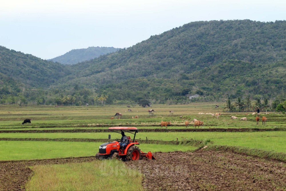  Serikat Petani Indonesia (SPI) Menyebut Produksi Padi Tahun Ini Menyusut