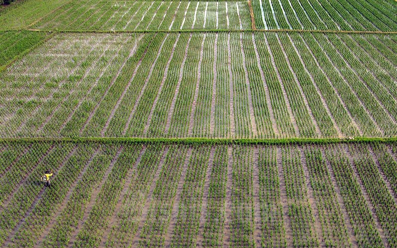  Petani Sumsel Masih Segelintir Genggam Kartu Tani