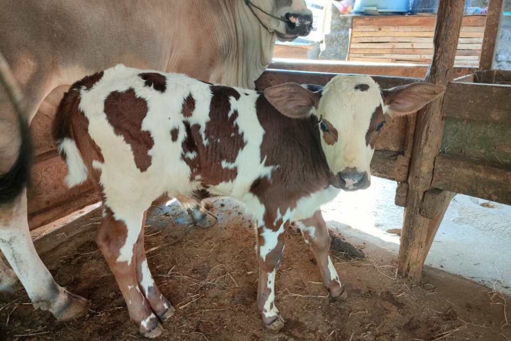  DKPP Jabar Susun Masterplan Peternakan dan Pengembangan Sapi Belgian Blue