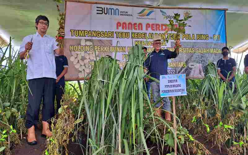 Perkebunan Nusantara Siap Tumpangsari Tebu dan Kedelai 35.000 Ha