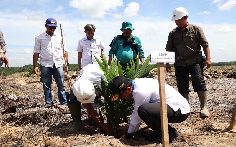 PTPN V Remajakan 13.727 Hektare Perkebunan Sawit Inti Hingga 2026