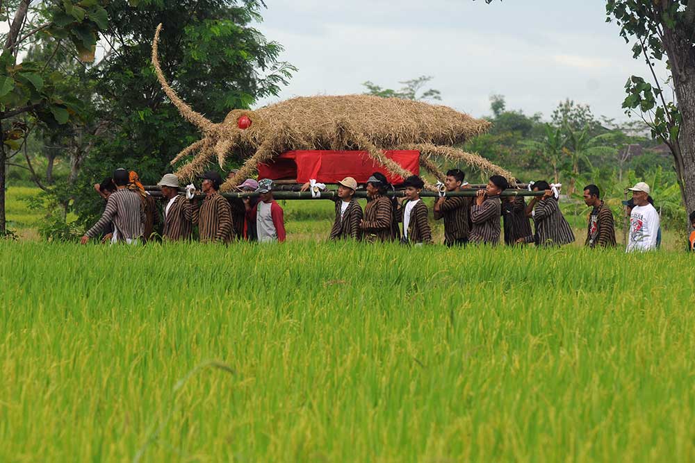  Tradisi Wiwitan Padi Rojolele di Jawa Tengah Digelar Sebagai Penanda Mulainya Musim Panen