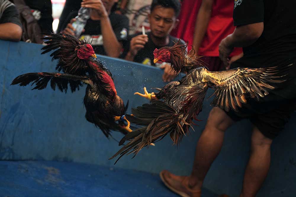  Keseruan Kontes Ayam Nasional di Kendari