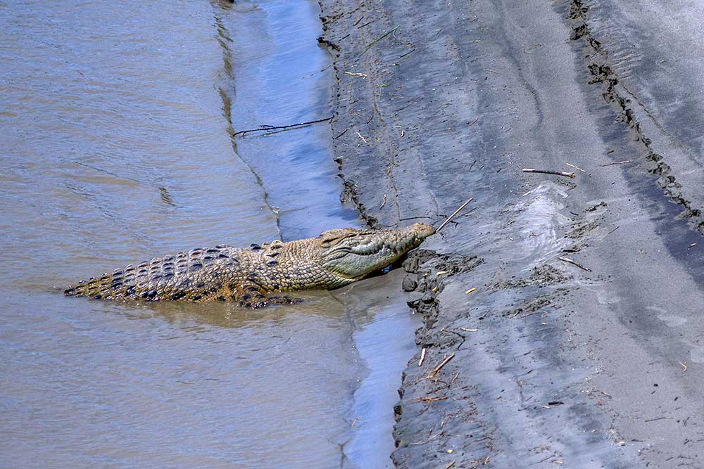  Pupulasi Buaya Liar Makin Banyak, Warga di Palu Mulai Cemas