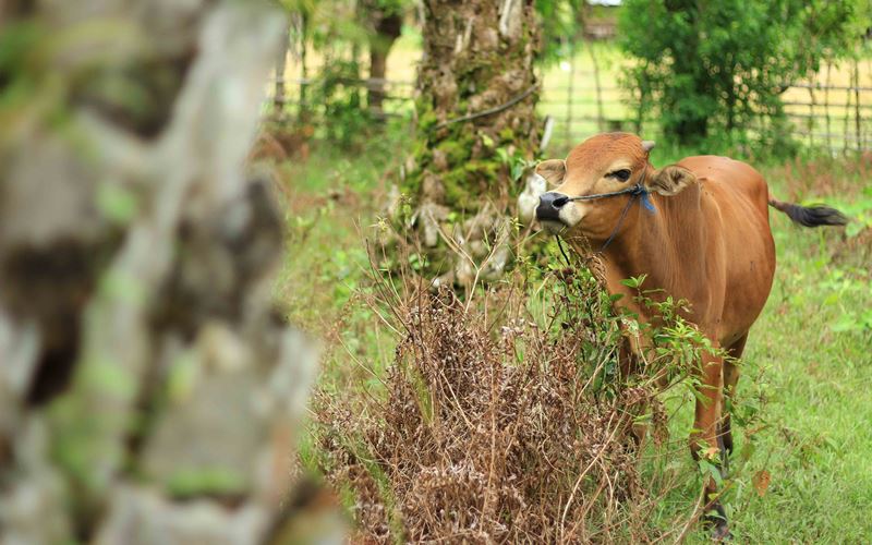  Vaksinasi Sapi Perah di Sumbar Terlaksana 100 Persen, Sapi Potong Jauh dari Target