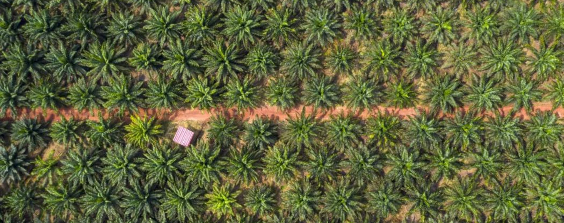  Secercah Peluang CPO Indonesia di Tengah Ancaman Resesi