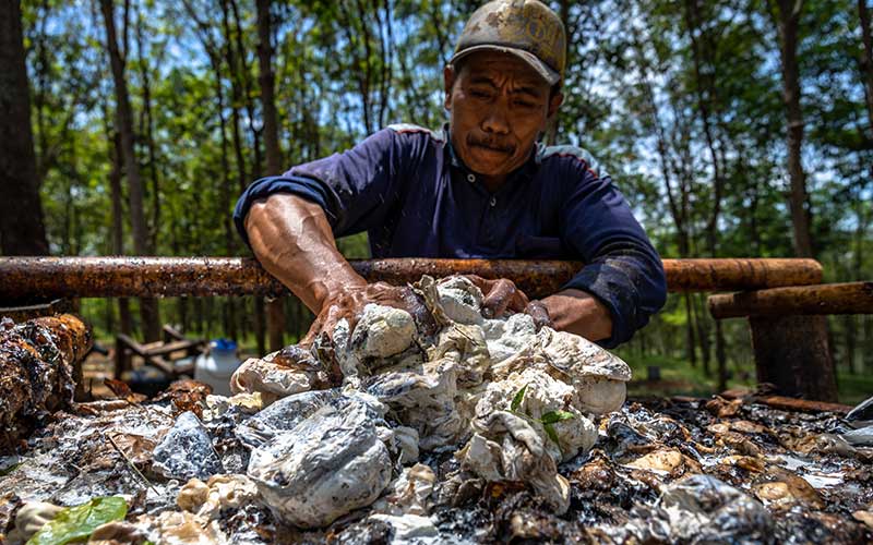  Harga Komoditas Perkebunan di Provinsi Riau Turun Merata Pekan Ini