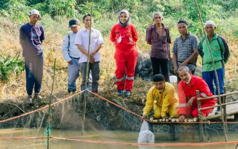  Jelajah Migas: Kelompok Tampalo Bertekad Menjadi Sentra Produksi Ikan Sungai di Langgam