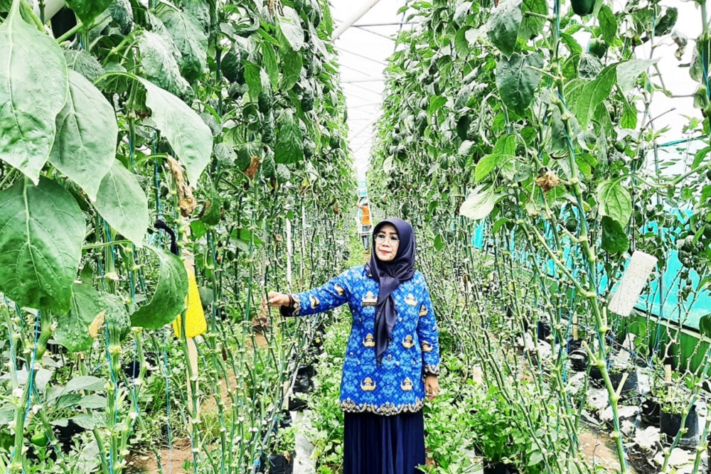  Dukung Ketahanan Pangan, SMK di Cianjur Kembangkan Paprika