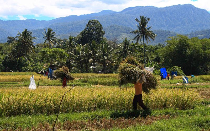  Lahan Sawah di Sumbar Menyusut 20.000 Ha
