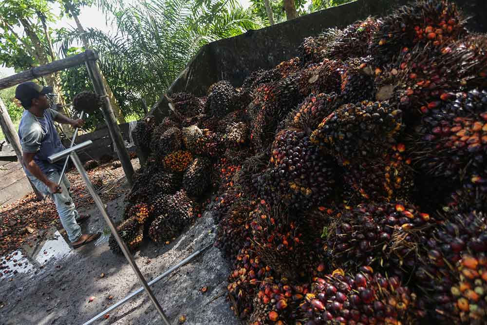 Pekerja mengumpulkan buah kelapa sawit di salah satu tempat pengepul kelapa sawit di Jalan Mahir Mahar, Palangka Raya, Kalimantan Tengah, Selasa (26/4/2022). Antara/Makna Zaezar