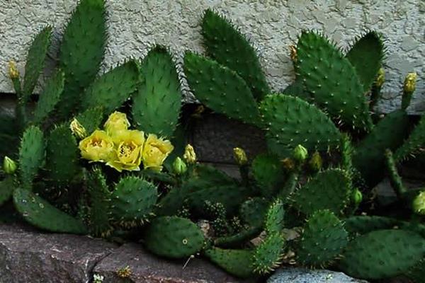 Opuntia humifusa (Eastern Prickly Pear Cactus)/prairiemoon.com
