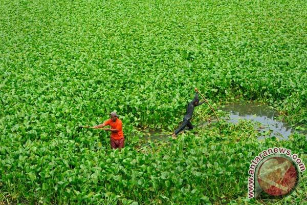  Masyarakat Danau Maninjau Olah Eceng Gondok Jadi Kerajinan Bernilai