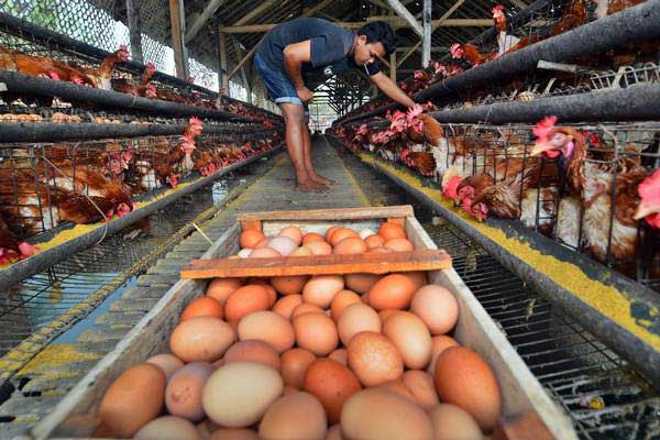 Pekerja mengambil telur di kandang ayam./Antara-Adeng Bustomi