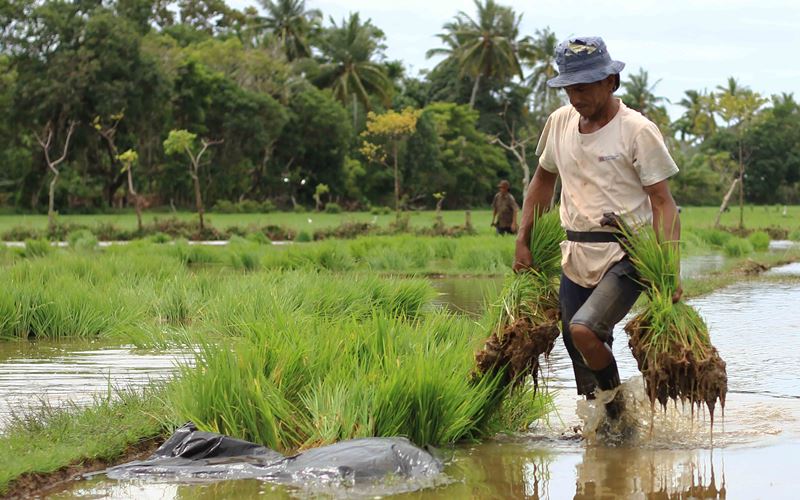  30.000 Ha Sawah Tadah Hujan di Sumbar Mulai Ditanami Padi