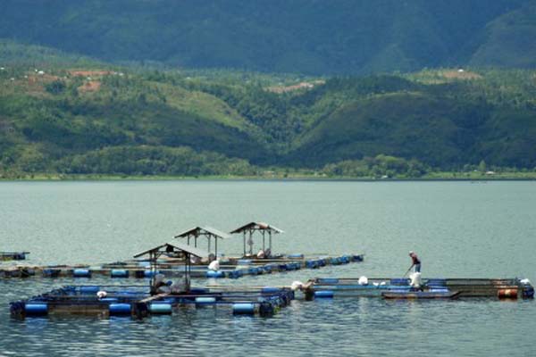  Populasi Ikan Bilih Endemik Danau Singkarak Semakin Terancam