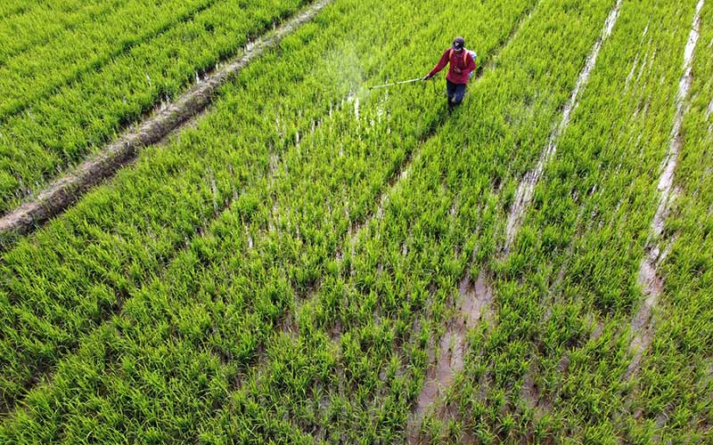 Petani melakukan penyemprotan pestisida organik pada tanaman padi di areal persawahan Kecamatan Ranomeeto, Konawe Selatan, Sulawesi Tenggara, Senin (7/9/2020). Perum Bulog Kanwil Sulawesi Tenggara mencatat telah menyerap sebanyak 17.600 ton beras petani dari target 20 ribu ton serapan beras di tahun 2020. ANTARA FOTO