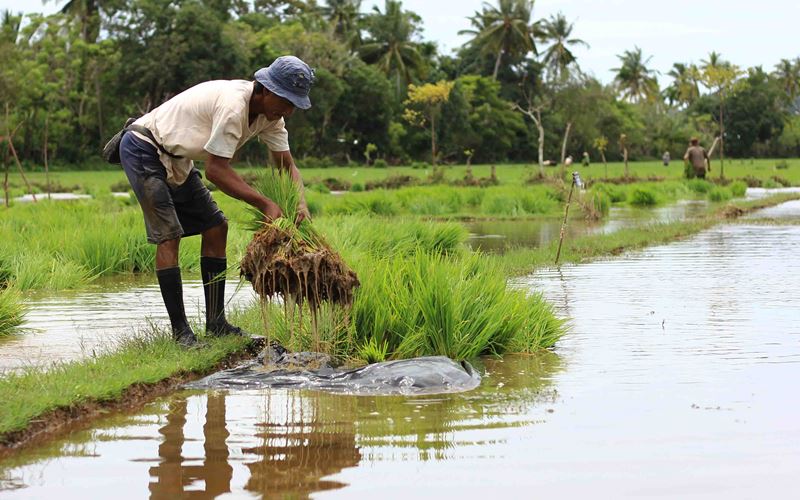  Strategi Membangunkan Kembali Koperasi Unit Desa