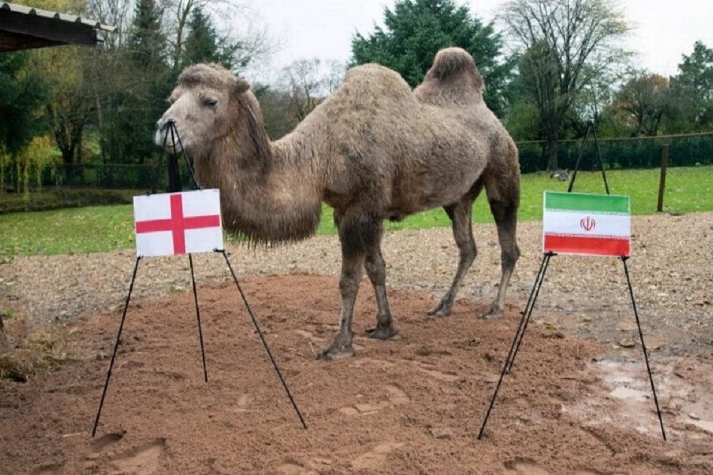  Inggris vs Iran: Camilla Si Unta Sakti Prediksi Three Lions Menang