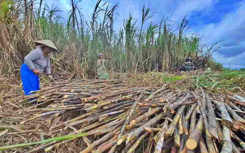 Ilustrasi pekerja kebun di Lumajang sedang menebang tebu yang siap untuk dikirim ke pabrik gula./Bisnis - Peni Widarti