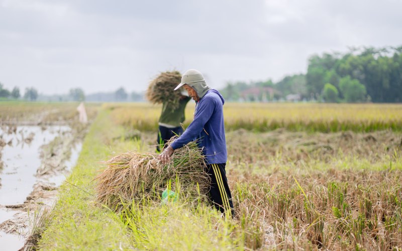 Petani di Desa Sumber Jaya, Kecamatan Belitang II, Kabupaten Ogan Komering Ulu Timur, Sumsel, sedang memanen padi. /Bisnis-Tim Jelajah