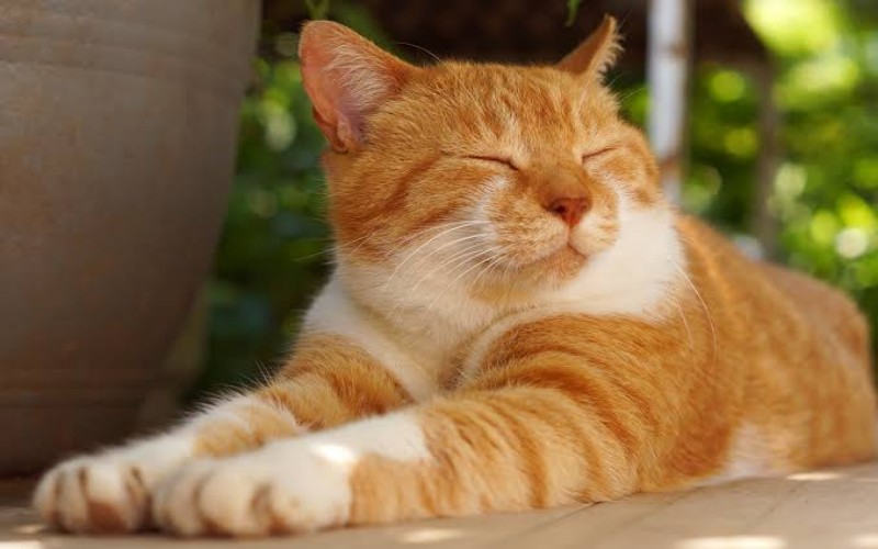 Kenalkan Soleh Si Kucing yang Jadi PNS Kantor Pajak, Begini Ceritanya!