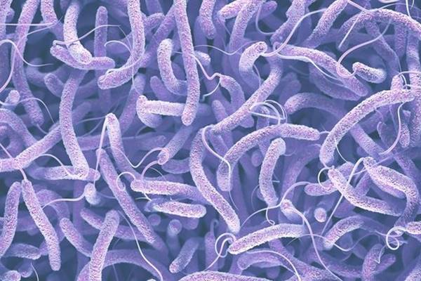 Bakteri Vibrio Cholerae/Istimewa