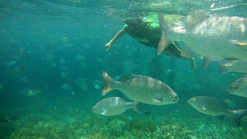 Keindahan salah satu objek wisata bawah laut di Raja Ampat. - Bisnis/Fariz Fadhilah