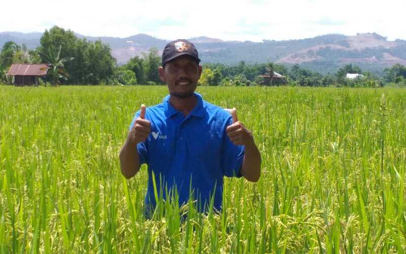 Petani di Desa Puubunga, Kabupaten Kolaka, Sulawesi Tenggara saat memperlihatkan hasil tanaman padinya menggunakan metode System of Rice Intensification (SRI) Organik, Senin (28/11/2022)./Bisnis-Nugroho Nafika Kassa