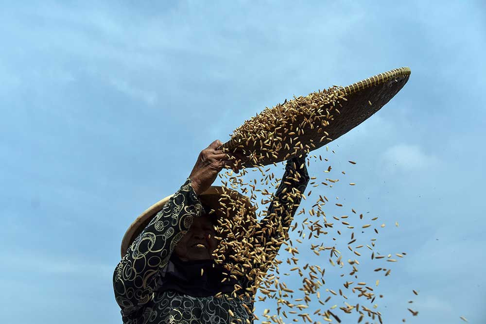  Tolak Impor Beras! Jabar dan Jatim Siap Pasok Gudang Bulog